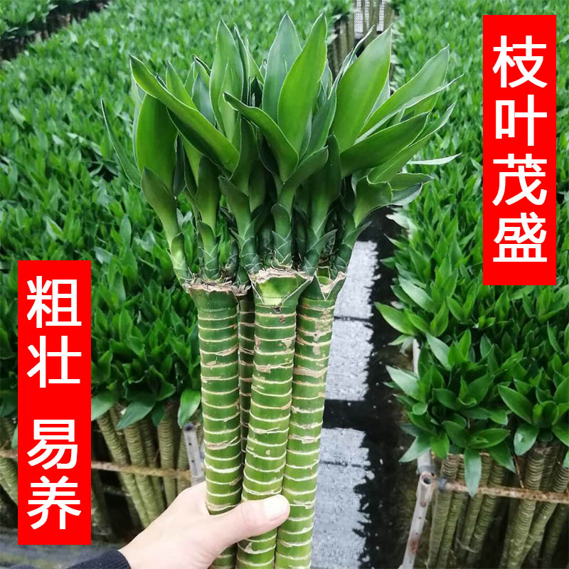 多头龙竹文昌富贵竹带根易养室内