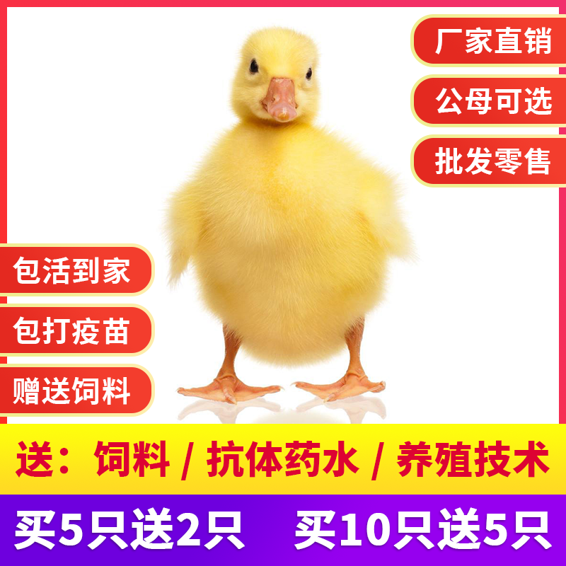 包邮大种鹅苗活体小鹅仔白狮头皖西鹅大三花四季鹅产蛋王厂家直销
