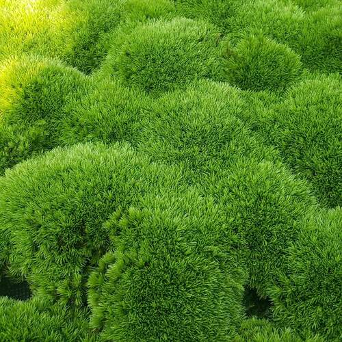 人工苔藓植物鲜活园林庭院青苔批发工程乌龟造景微景观白发藓盆景