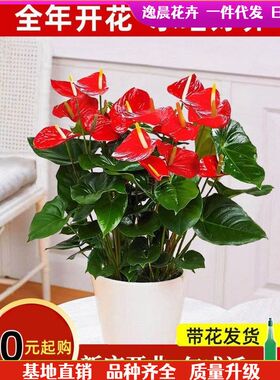 植物好养开花室内一帆风顺红掌