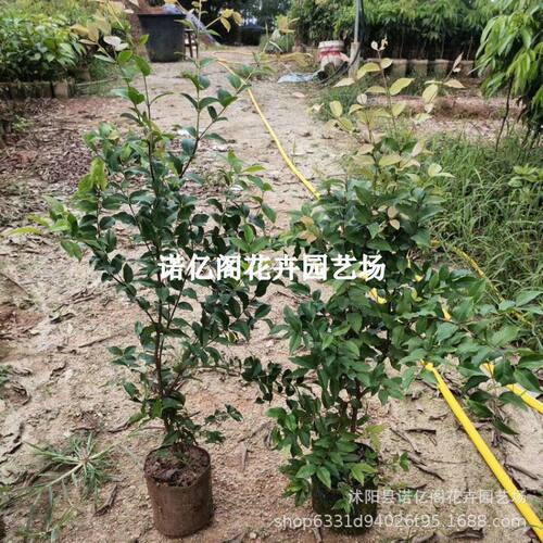 红妃果苗果树果树嘉宝盆栽带土