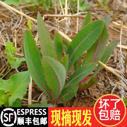 顺丰包邮曲曲菜新鲜曲麻菜苦麻菜苦苦菜苣荬菜野菜现挖当季蘸酱菜