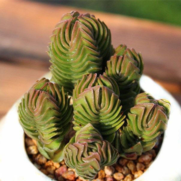 方塔多肉植物盆栽西之塔组合套餐天科锁龙属肉肉植物花卉绿植盆栽