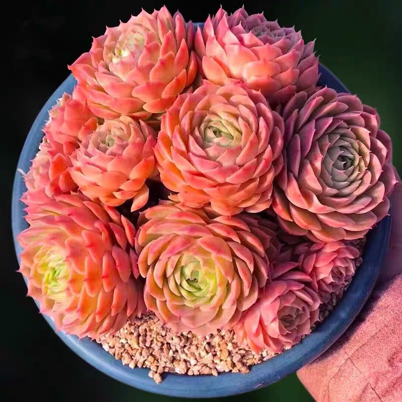 昂斯洛多肉植物大群生苯巴帝斯超萌肉肉办公室花卉绿植盆栽防辐射
