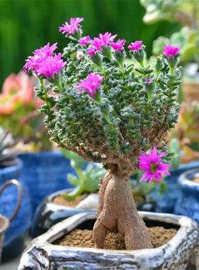 提根姬红小松多肉老桩植物球松稀有品种盆栽防辐射办公室绿植花卉