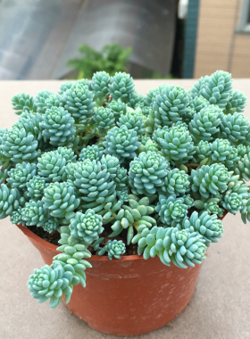 旋叶姬星美人多肉植物护盆草肉肉办公室室内桌面盆栽绿植花卉防辐