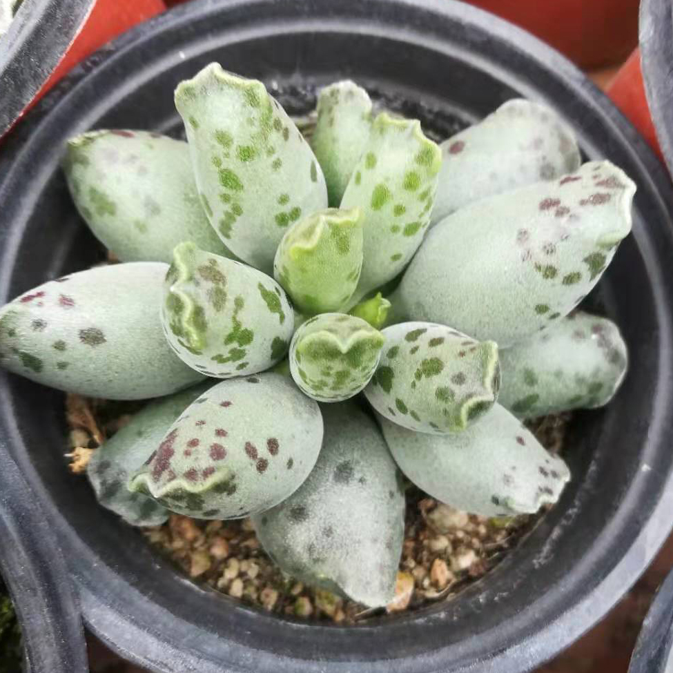 海豹梅花鹿赤兔玛丽安水泡系列新款多肉植物室内桌面防辐射盆栽