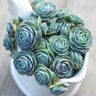 子持莲华多肉群生多头多肉植物盆栽室内可爱肉肉花卉绿植防辐射