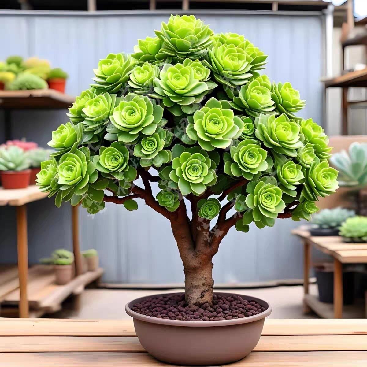 绿羊绒法师绿玫瑰多肉植物控养出状态非常好看基地直发