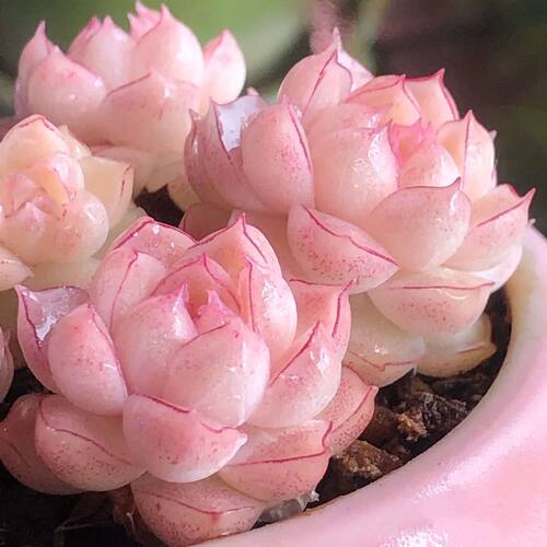 多肉植物 女王麦秆精控暗纹边线高颜值 组合盆栽室内阳台桌面盆栽