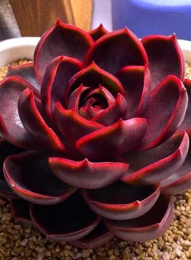 红灯莲花多肉植物韩版盆栽办公室内桌面绿植花卉好养活四季开花
