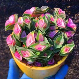 一帆风顺锦上添花多肉植物招财平安寓意办公室内桌面绿植鲜花盆栽