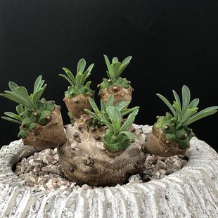 峨眉山小菠萝多肉植物铁甲丸麒麟群生大戟科稀有块根四季好养盆栽