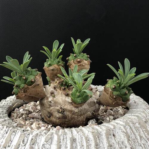 峨眉山小菠萝多肉植物铁甲丸麒麟群生大戟科稀有块根四季好养盆栽