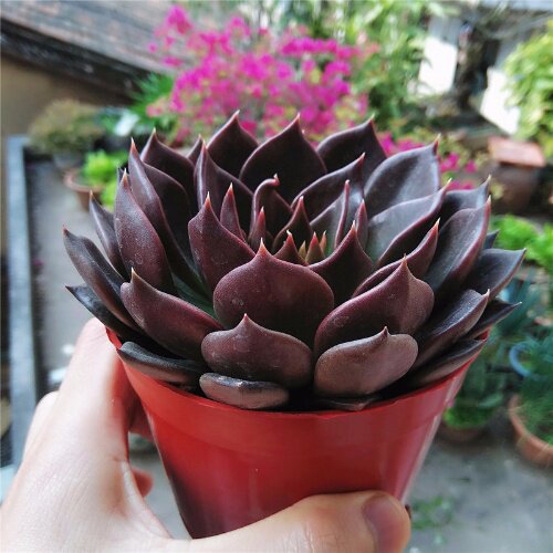 黑王子多肉植物滇石莲多肉黑水晶玫瑰办公室阳台多肉盆栽绿植