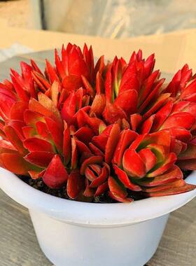 火祭多肉植物紫蝶多头绿植盆栽
