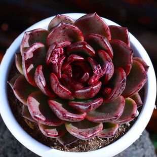 多肉植物黑水晶玫瑰群生多头粉水晶肉植物防辐射花卉绿植盆栽肉肉