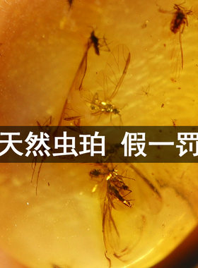 天然琥珀俄料完整虫珀戒面