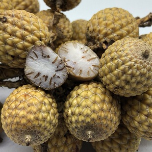 海南毛感天然星月菩提子籽原料红藤批带壳发原生态新月整串包邮