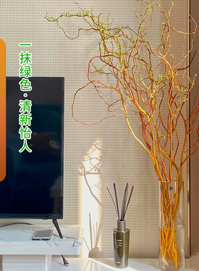 德国进口金龙柳鲜切枝易生根长叶室内水培绿植物四季懒人好养