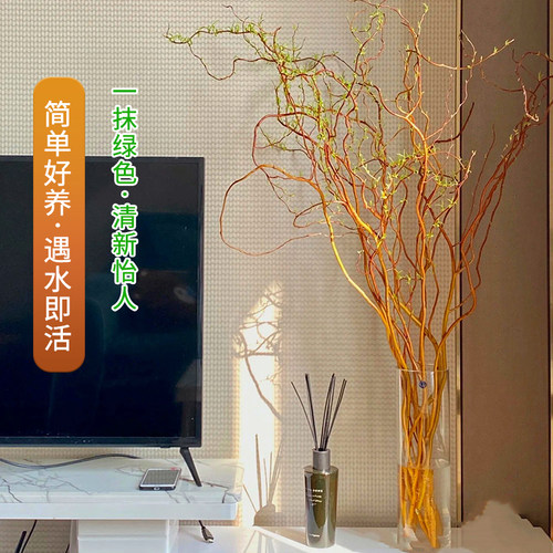 德国进口金龙柳中大型水培绿植物