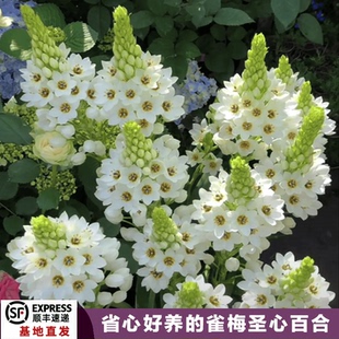 24年新球圣心百合种球当年开花绿园花开虎眼属多年生球根