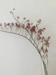 山归来 蔷薇果鲜切枝条新鲜家养鲜花江浙沪2扎水养绿植周期长