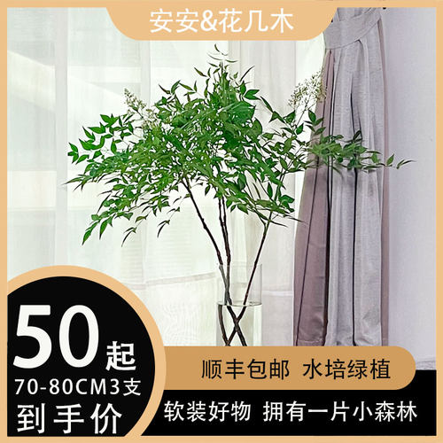 鲜切南天竹室内水培绿植四季常青
