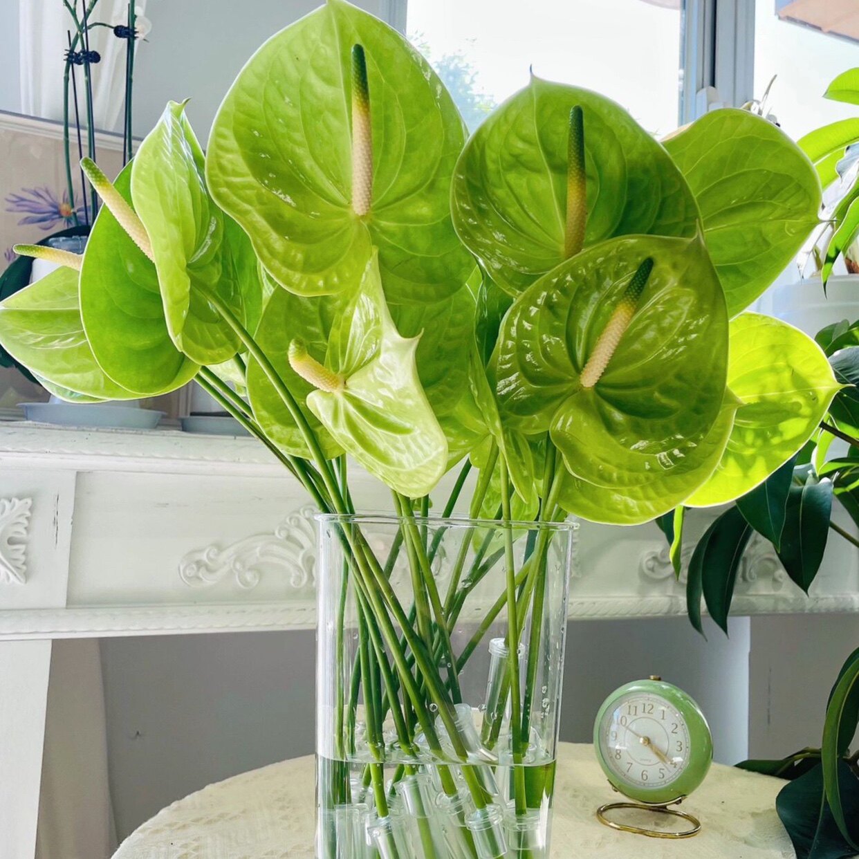 绿掌鲜花家庭用花观叶花艺插花室内桌面水养瓶插花四季好养花期长