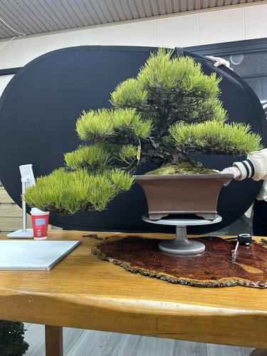 直播链接杜鹃 黑松 山红叶 石化桧 等不支持无理由退换