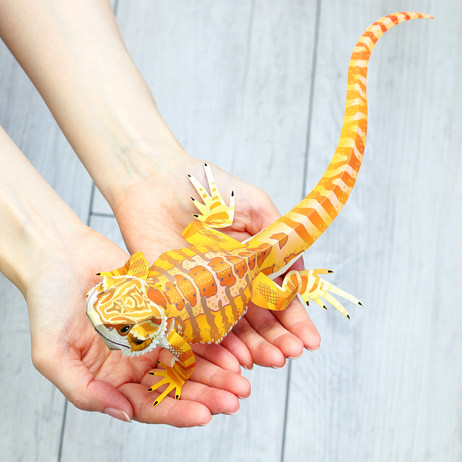 儿童手工折纸diy拼装立体3d纸质模型爬行两栖动物蜥蜴鬃狮蜥鬃蜥