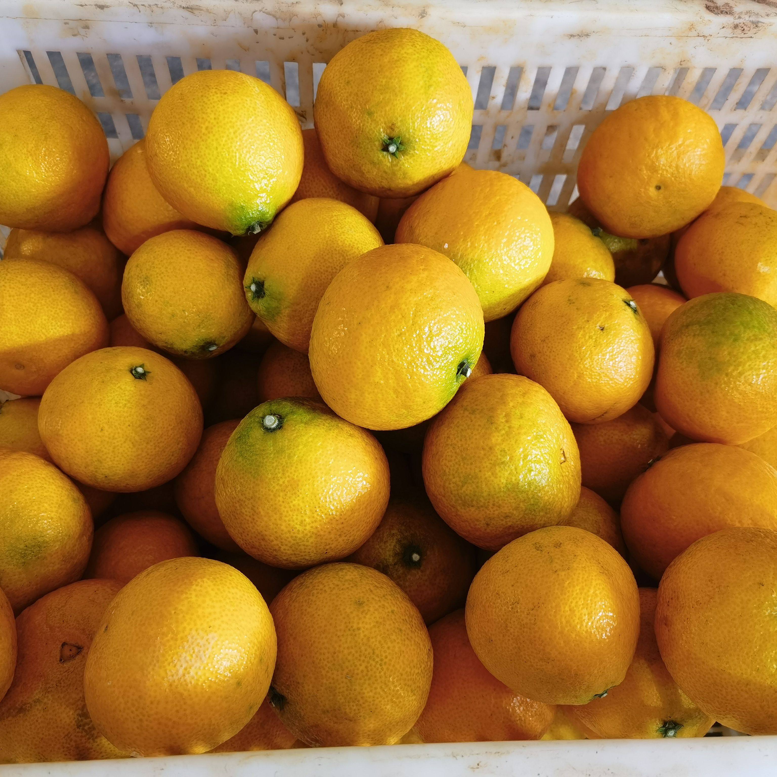 混果 8斤 酸甜 耙耙柑 沃柑 大脐橙 葡萄柚 柠檬 不售后老粉拍,鲜花速递/花卉仿真/绿植园艺,行道树/乔木,淘宝优惠券,粉丝福利购,淘宝优惠卷