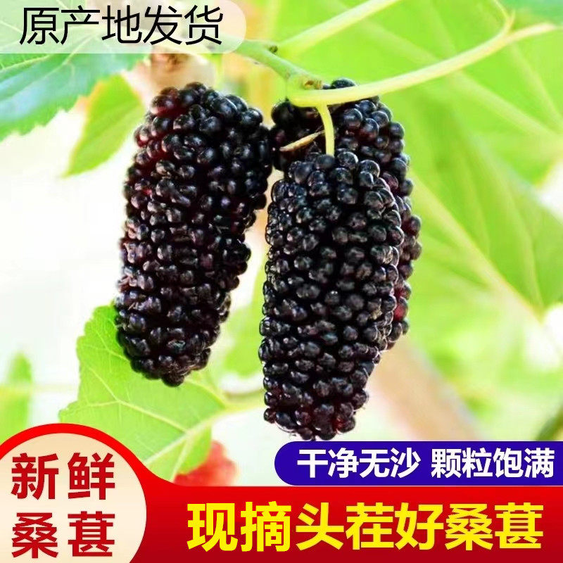 2026年现摘新鲜天然桑葚果桑椹泡酒膏孕妇水果鲜果做果酱酵素顺丰