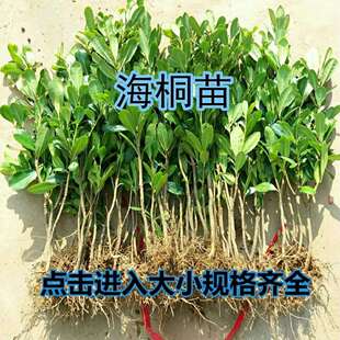 海桐树苗海桐苗七里香树苗盆栽绿篱笆围墙植物别墅庭院园林绿化树