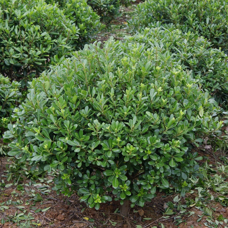 海桐球七里香花苗海桐2年苗盆栽植物室内绿化树苗别墅庭院苗包邮