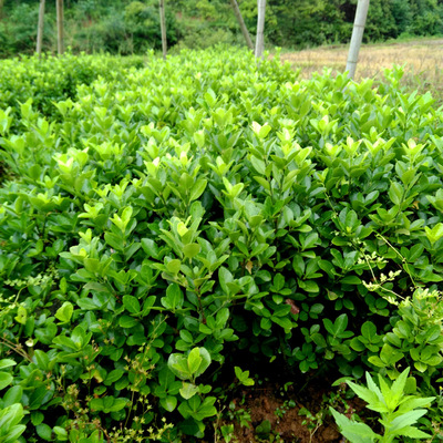 黄杨树苗盆景大叶黄杨扦插苗四季