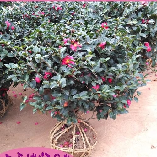 茶梅球茶梅花苗盆栽四季盆景别墅