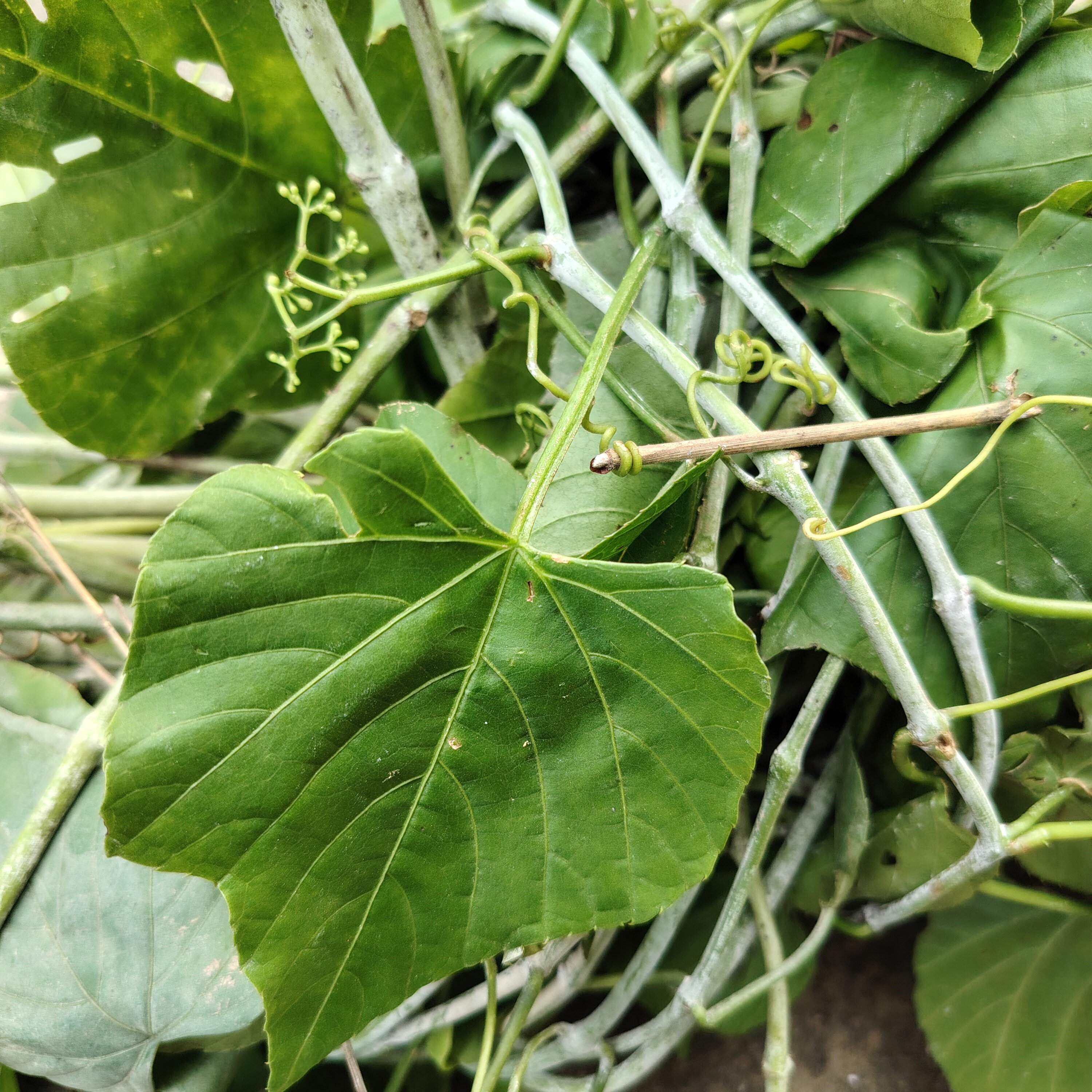新鲜白粉藤 现采独脚乌桕 中草药夜牵牛青龙跌打山鸡蛋山葫芦藤叶
