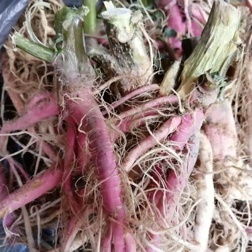 根刺苋菜根头刺菜头簕一斤野苋菜