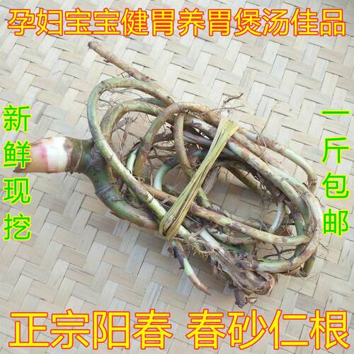 新鲜特产天然种植阳江1斤砂仁