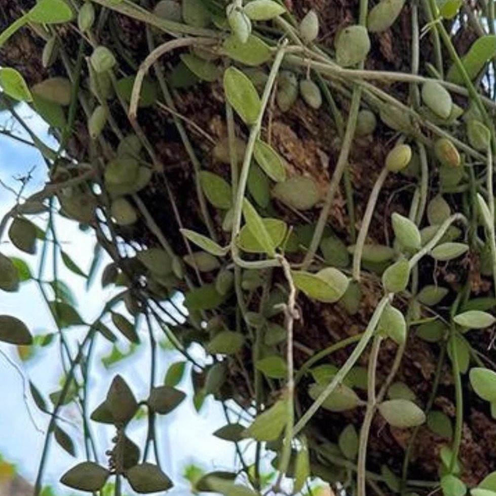 新鲜眼树莲 乳汁藤 瓜核草 上树瓜子 小耳环 龙眼树寄生 瓜子藤,传统滋补营养品,其他药食同源食品,淘宝优惠券,粉丝福利购,淘宝优惠卷