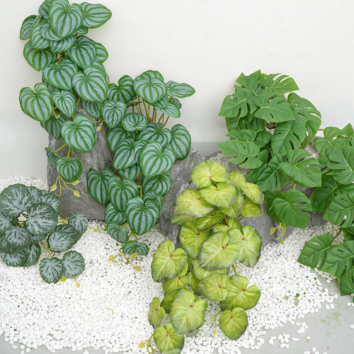 蕨类植物庭院造景墙面垂吊假草