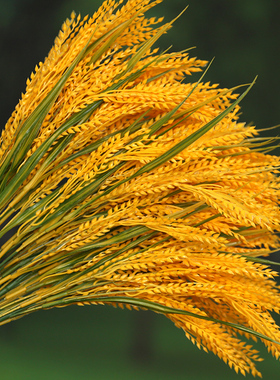 仿真麦穗塑料假水稻谷子稻穗插秧苗舞台演出道具麦田谷粒七叉小麦