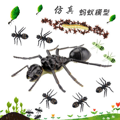 模型塑胶昆虫道具仿真动物