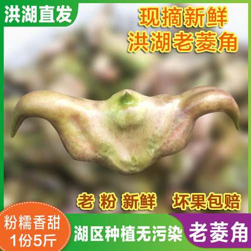 现摘老菱角新鲜洪湖湖北大菱角青