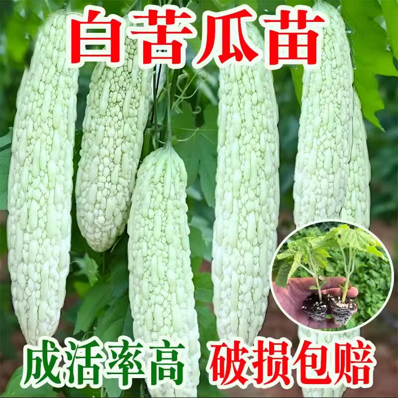 长白苦瓜苗肉苦瓜幼苗秧苗蔬菜苗子疙瘩绿长苦瓜耐热抗病南方种植