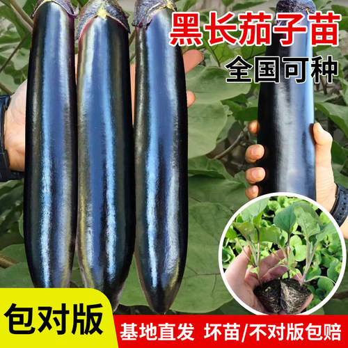 黑长茄子苗紫茄子线茄子菜苗四季高产蔬菜苗辣椒苗阳台盆栽种植苗