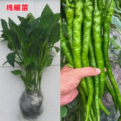 【假一赔三】高产线椒尖椒辣椒苗