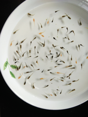 凤尾孔雀鱼的小鱼苗宠物小精灵可爱冷热水鱼好养懒人健康新手常温