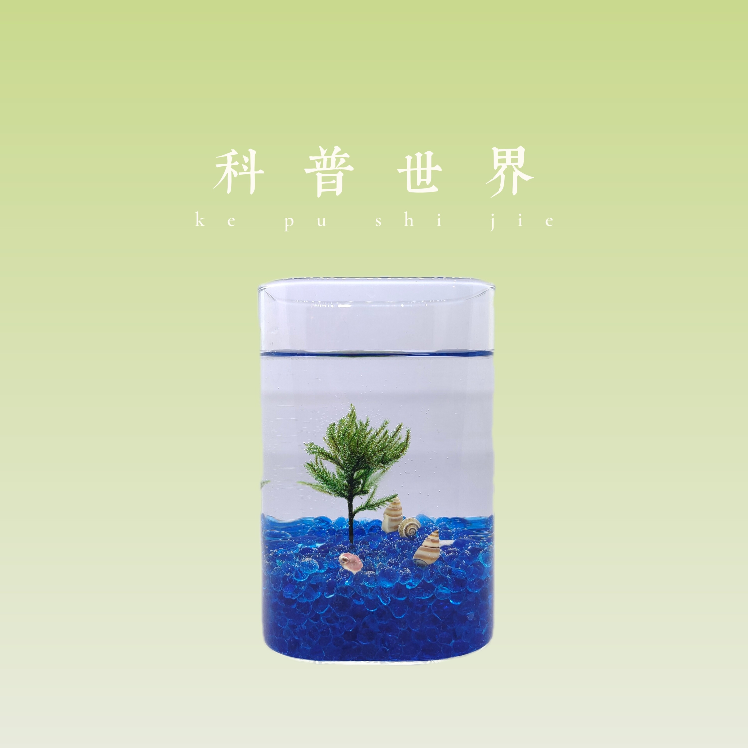 拥抱海洋水草造景套装玻璃生态瓶微景观水培植物绿球藻办公室摆件
